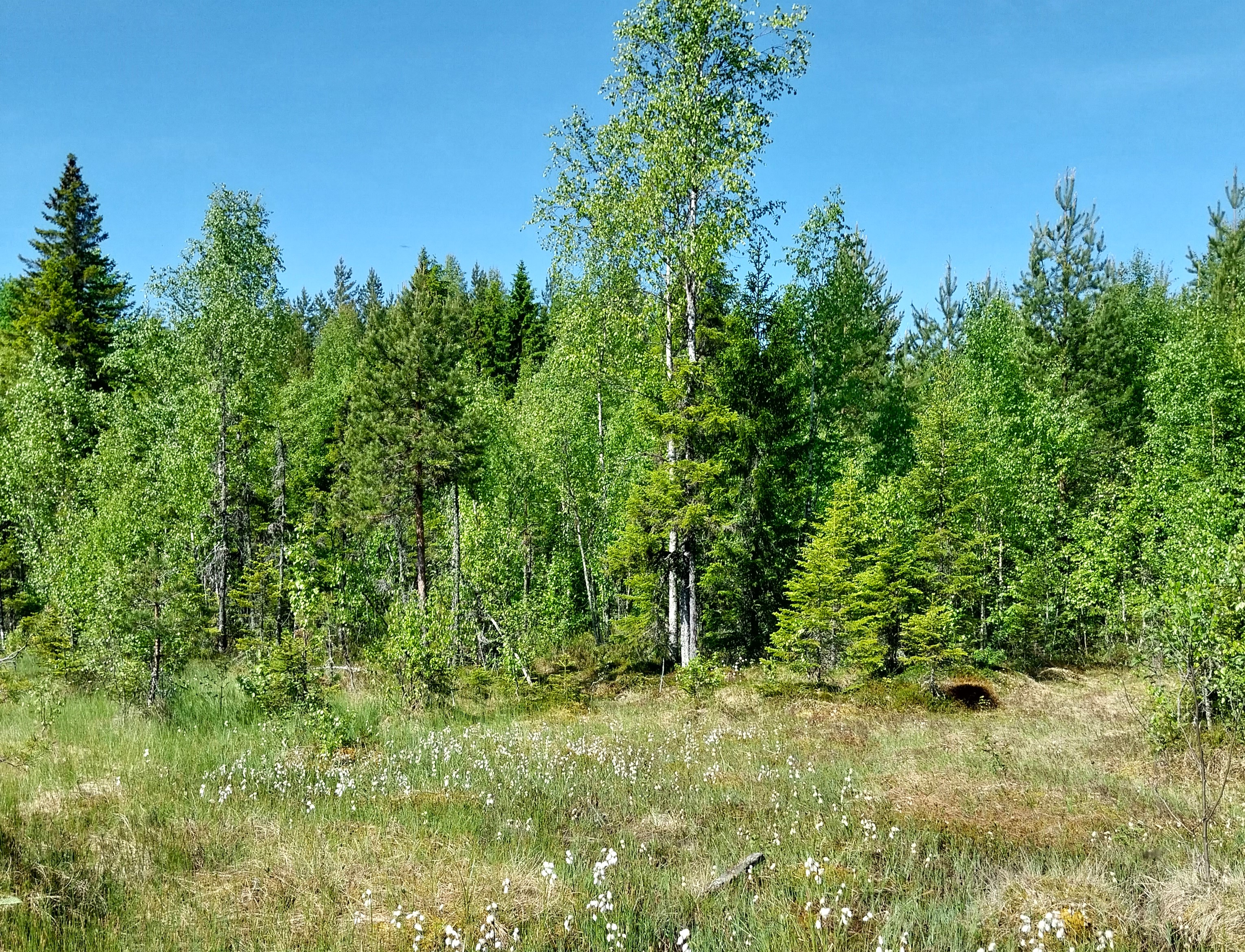 Keski-Suomen uhanalaisia lettosoita on kunnostettu osana Helmi-ohjelmaa