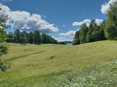 Laaja kuminapelto aurinkoisena kesäpäivänä, pellon takana vähän metsää, sinisellä taivalla pari pilvenhattaraa.