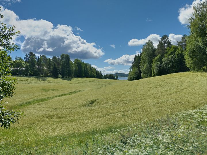Laaja kuminapelto aurinkoisena kesäpäivänä, pellon takana vähän metsää, sinisellä taivalla pari pilvenhattaraa.