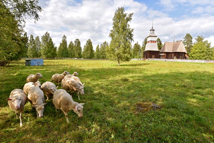 Nurmilaidun aurinkoisena kesäpäivänä, kuvan etualalla lampaita, taustalla vanha puukirkko.