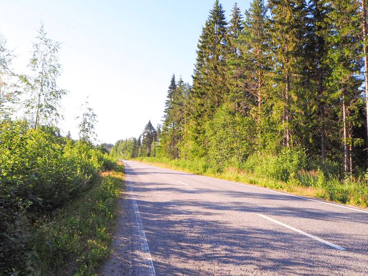 Maantie, jonka varrella on metsää ja puustoa.