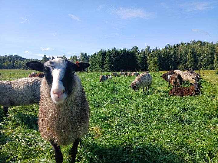 Lampaita kesäisellä laitumella, yksi lammas katsoo suoraan kameraan.
