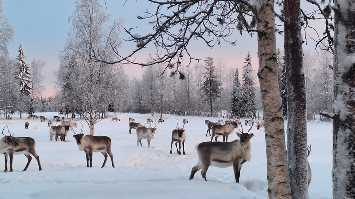 Poroja lumisessa metsämaisemassa.