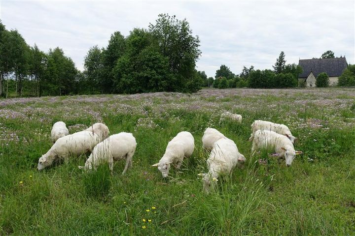 Lampaita laiduntamassa niityllä.