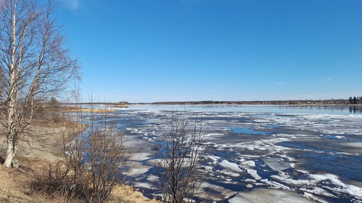 Joki, jossa seilaa muutamia jääpalasia, sininen taivas.