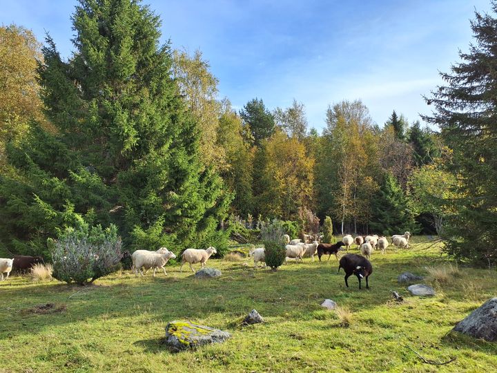 Lampaat hoitavat Perämeren saaristoa, Niittykari, Kemi.