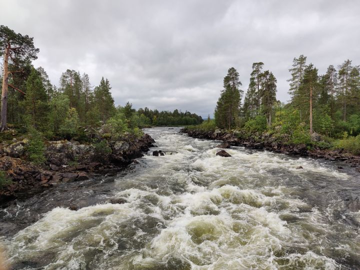 Koski kuohuaa, ympärillä metsää, pilvinen sää.