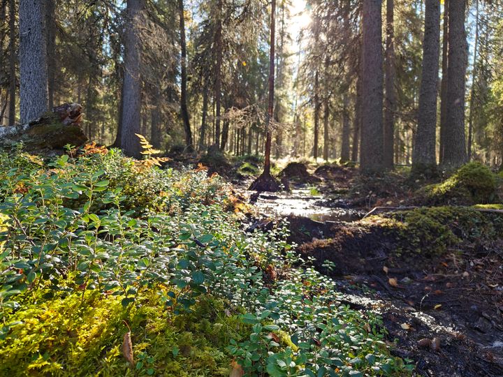 Kuusivaltainen metsä, jossa virtaa pieni puro.