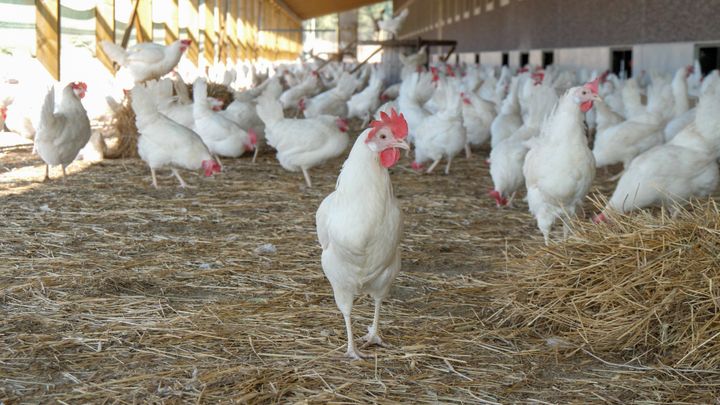 Ilmasto-optimoidut siipikarjan ruokinta- ja tuotantomenetelmät -hankkeessa Pyhäjärvi-instituutti etsii vaihtoehtoisia paikallisia valkuaisainelähteitä, joilla voitaisiin korvata soijan käyttöä rehuseoksissa. Siipikarjan tuotanto ja kulutus ovat kasvaneet pitkään ja kasvun ennustetaan jatkuvan.