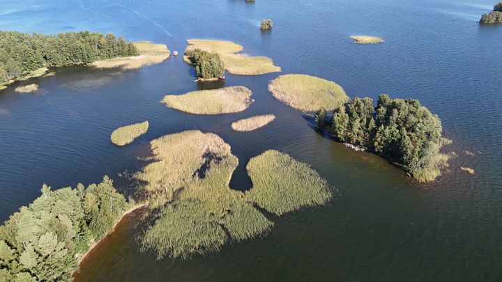 Ilmakuva järven saaristosta. Vesikasvustoa on poistettu laikuttaisesti, ei kokonaan.