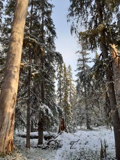 Talvinen vanha metsä Kuusamossa, lumisia puita ja maata.