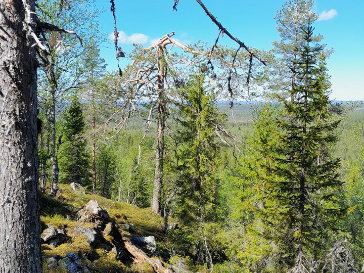 Kaukomaisemaa Liejuvaarasta länteen.