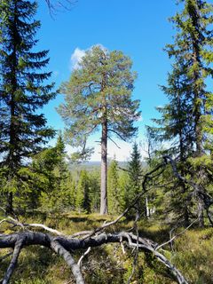 Metsäinen luonto.