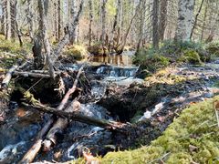 Metsäinen puro.
