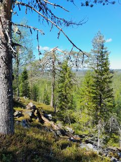 Metsäistä luontoa, kivinen rinne.