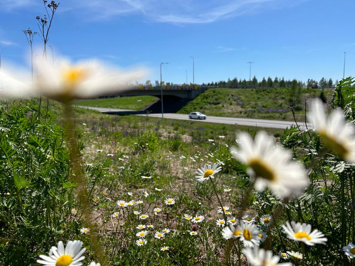 kukkia edustalla, aurinko paistaa, taustalla valtatie 12 ja autoja