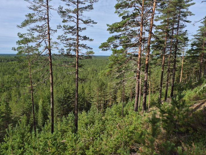 Kuva Vatulanharjun paahderinteeltä kesäisenä aurinkoisena päivänä.