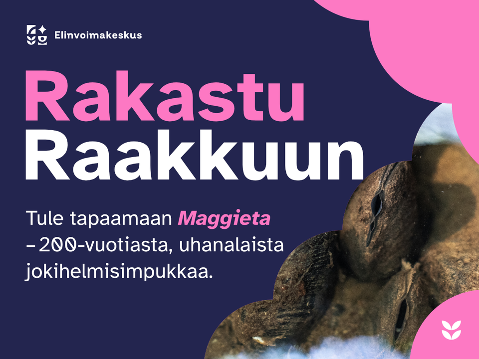 Rakastu raakkuun -näyttely avautuu marraskuussa.