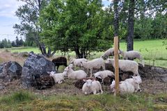 Bild av en inhägnad betesmark med får.