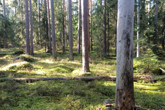 Kuva vanhasta mäntymetsästä, josta löytyy hyvin lahopuuta ja jossa kasvaa kuusia alikasvustona.