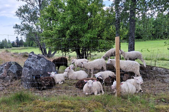 Kuva%20aidatusta%20laitumesta%2C%20jossa%20lampaita.