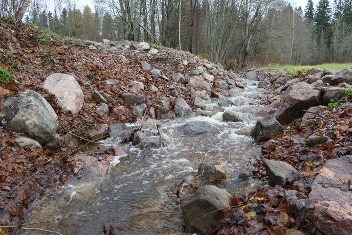 Pieni puro virtaa kivisessä maastossa syksyisen metsän keskellä.