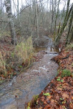 Pieni puro virtaa metsän läpi, ja uomassa on karkeaa soraa.
