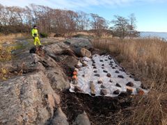 Henkilö seisoo kallioisella ranta-alueella, jossa maata on peitetty kestopeitteellä kurtturuusukasvustojen hävittämiseksi.