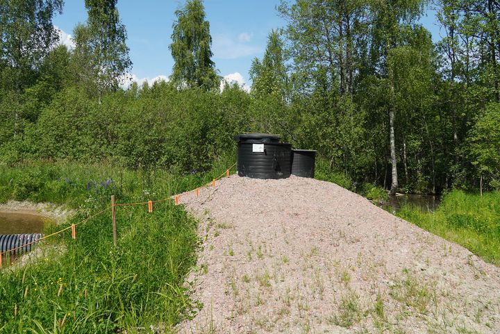 Musta fosforisieppari Karjalohjan Puujärven rannalla kesäisessä metsämaisemassa.