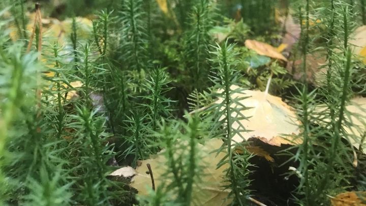 Lähikuva metsän aluskasvillisuudesta, jossa näkyy sammalta ja maahan pudonneita lehtiä.