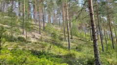 Harjumetsän valorinne.