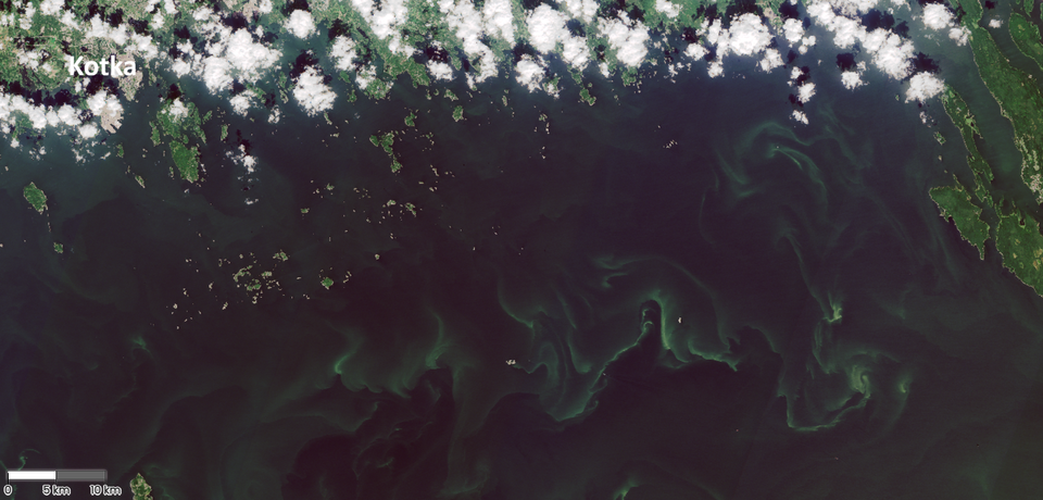 Satelliittikuvassa sinilevän pintakukintoja itäisellä Suomenlahdella. Sisältää muokattua Copernicus Sentinel-2 -dataa, Syke 29.07.2026.