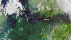 På satellitbilden syns förekomster av cyanobakterier i Finska viken och i de norra delarna av Östersjöns huvudbassäng.