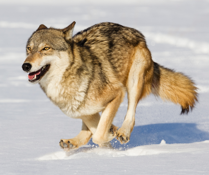 Susi juoksee lumessa