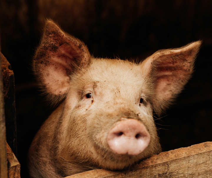 Sika katsoo kameraan