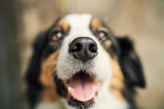 Koira katsoo kameraan