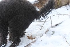 Koira ulostaa lumikasaan.