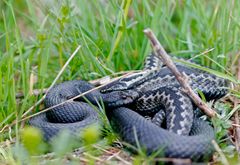 Kyykäärme kiemurtelee ruohikossa.
