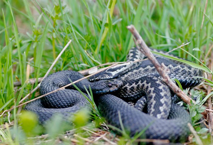 Kyykäärme kiemurtelee ruohikossa.