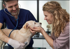 Ystävällinen eläinlääkäri tutkii koiraa naisen katsellessa vierellä.