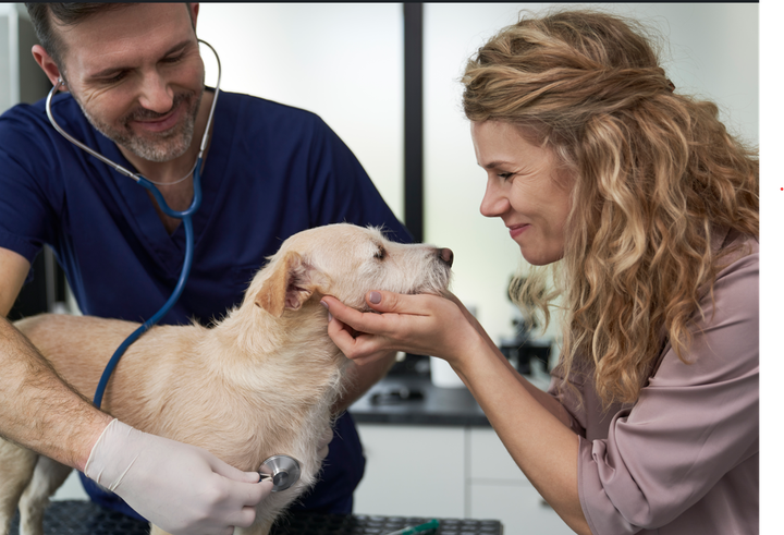 Ystävällinen eläinlääkäri tutkii koiraa naisen katsellessa vierellä.