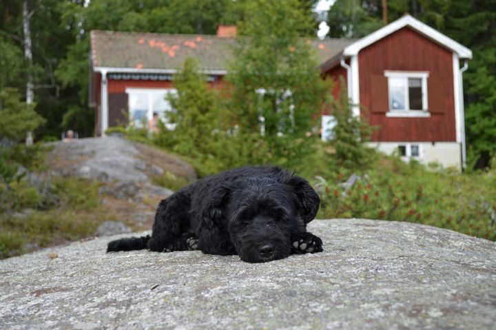 Musta koira makaa kalliolla punaisen mökin edessä metsäisessä ympäristössä.