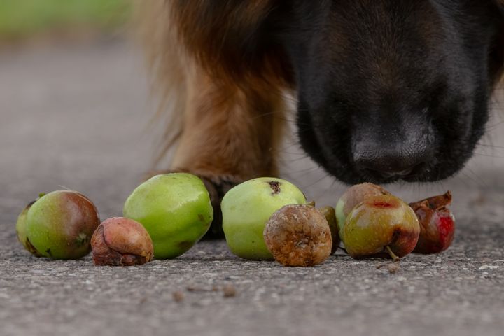 Koira haistelee riviin asetettuja erikokoisia ja -värisiä omenoita asfaltilla.
