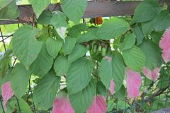 Kiinanlaikkuköynnös tuottaa syötäviä minikiivejä. Yksikotinen 'Annikki' ei tarvitse pölyttäjää, vaan tuottaa satoa yksinkin. Lajikkeen lehdet ovat yleensä vihreät, mutta aurinkoisella paikalla kasvin vanhemmissa osissa saattaa esiintyä kirjavuutta.