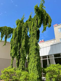 Surukuusi, kapealatvainen puu, jonka pitkät, hennot oksat riippuvat alaspäin ja peittävät rungon. Taustalla kirkas sininen taivas ja rakennuksia.