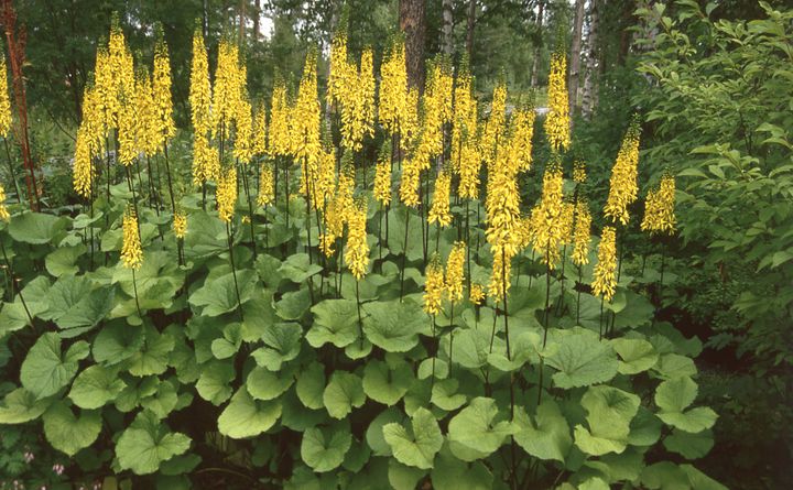 Aikaisin kukkiva ja voimakaskasvuinen lapinnauhus on koko Suomessa menestyvä nauhuslaji. Kukinta alkaa Pohjois-Suomessa heinä–elokuun vaihteessa. Tämä perhos- ja kimalaismagneetti voi kasvaa jopa kaksi metriä korkeaksi.