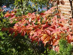 Sirotuomipihlajan oksa, jossa on oranssinpunaiset syyslehdet. Taustalla tiiliseinää ja vihreää kasvillisuutta.
