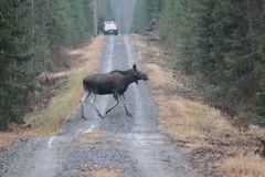 Hirvi ylittää metsätietä. Taustalla näkyy auto.