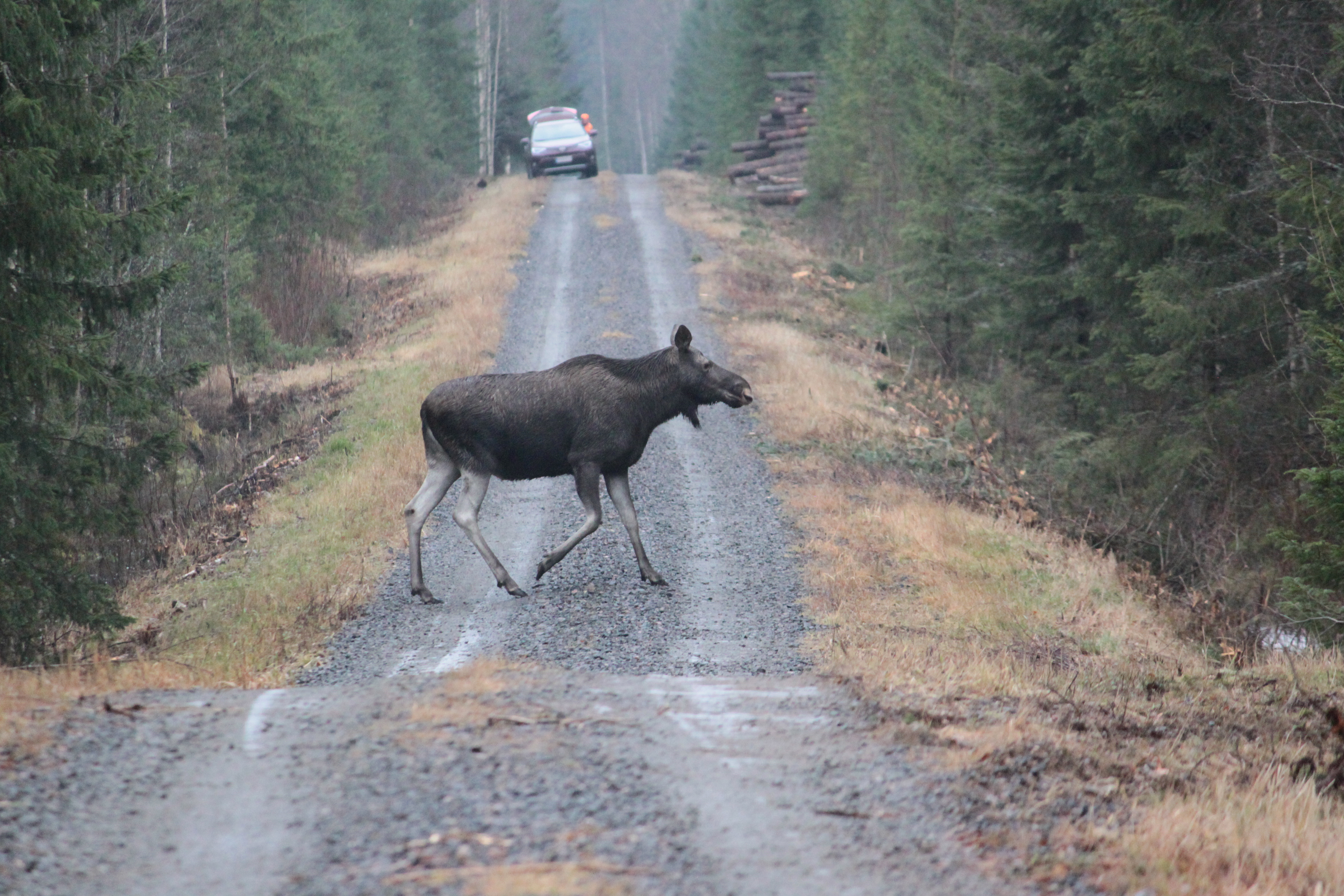 Metsästyskauden alku lisää hirvikolarin riskiä maanteillä