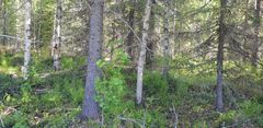Suomalainen talousmetsä on monimuotoinen